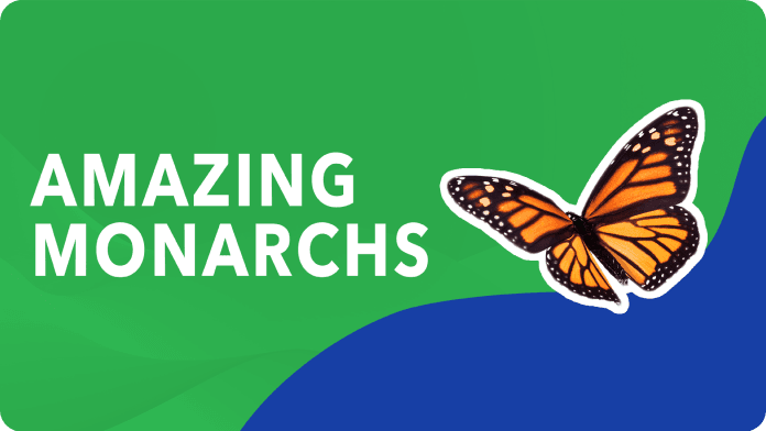 Amazing Monarchs video