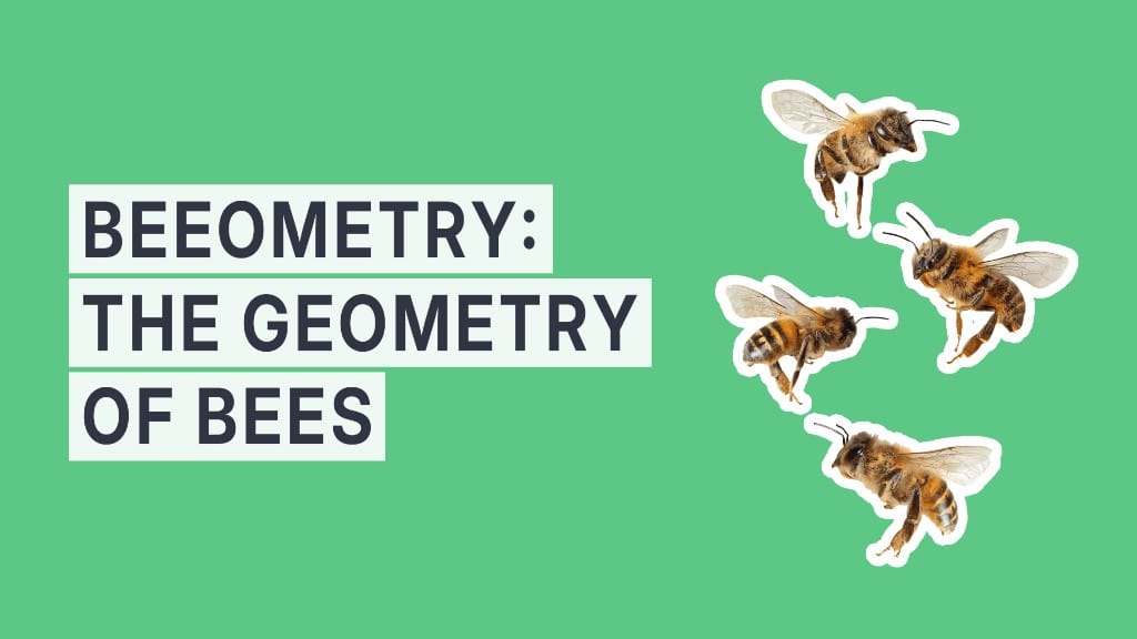 Beeometry: The Geometry of Bees