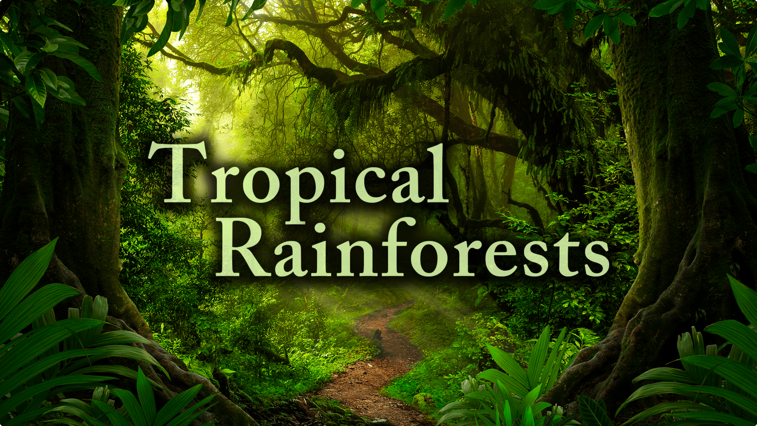 Tropical Rainforests video
