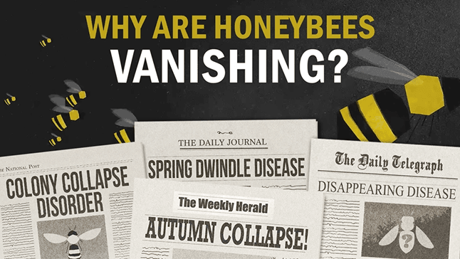 Why are honey bees vanishing? - ClickView video thumbnail