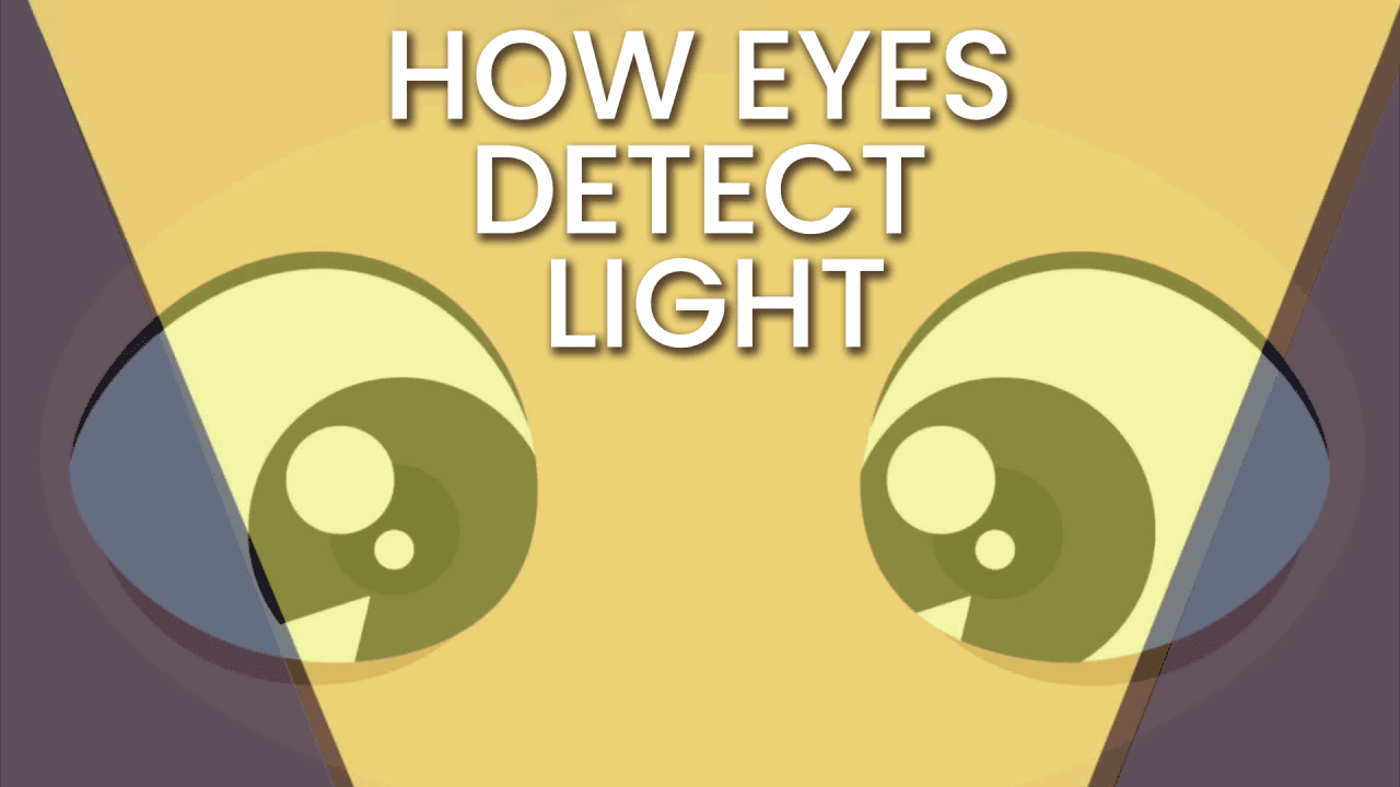 How Does the Eye Detect Light? video