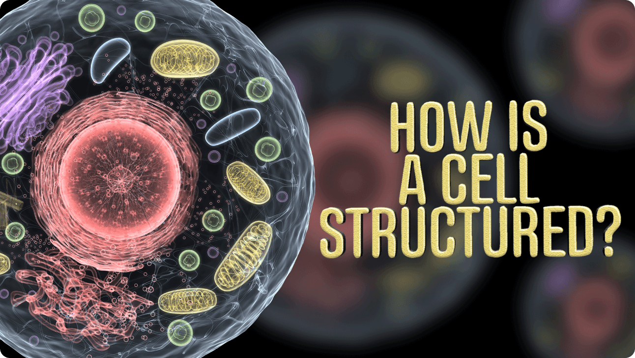 How is a Cell structured? - ClickView video thumbnail