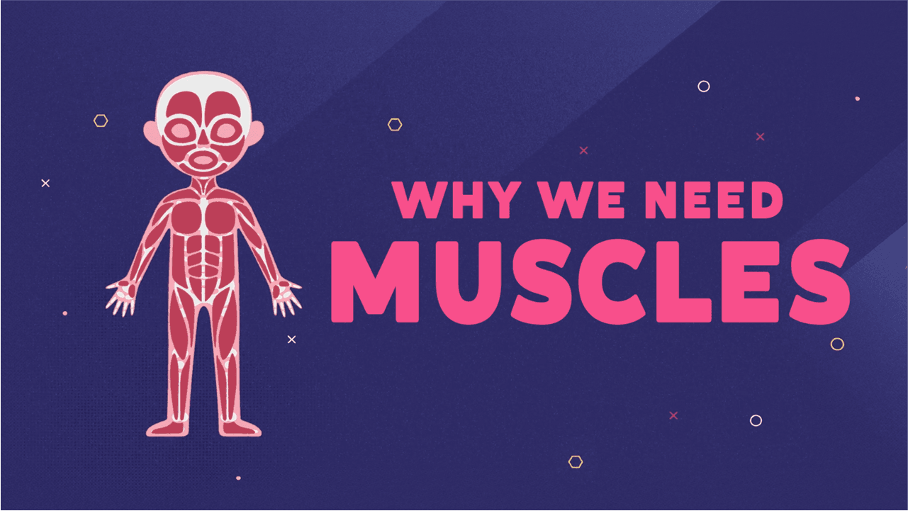 Muscles - ClickView video thumbnail
