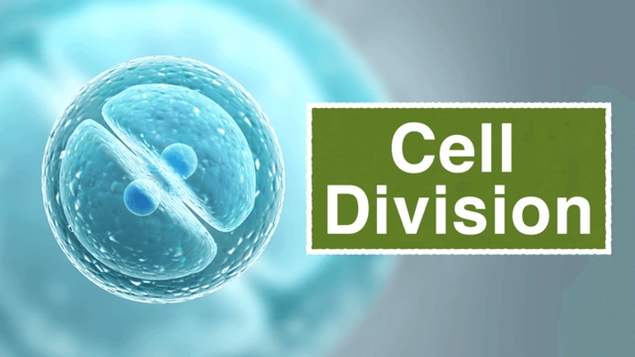 What are Mitosis and Meosis? video