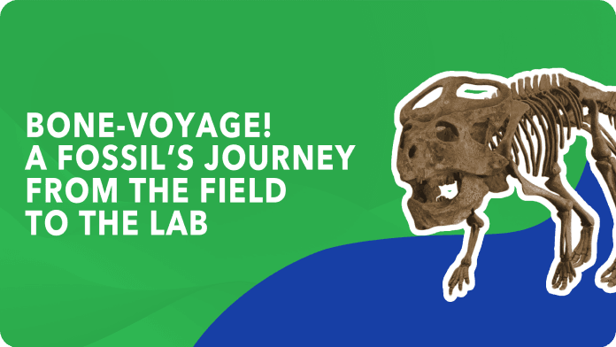 Bone-voyage! A Fossil’s Journey from the Field to the Lab video