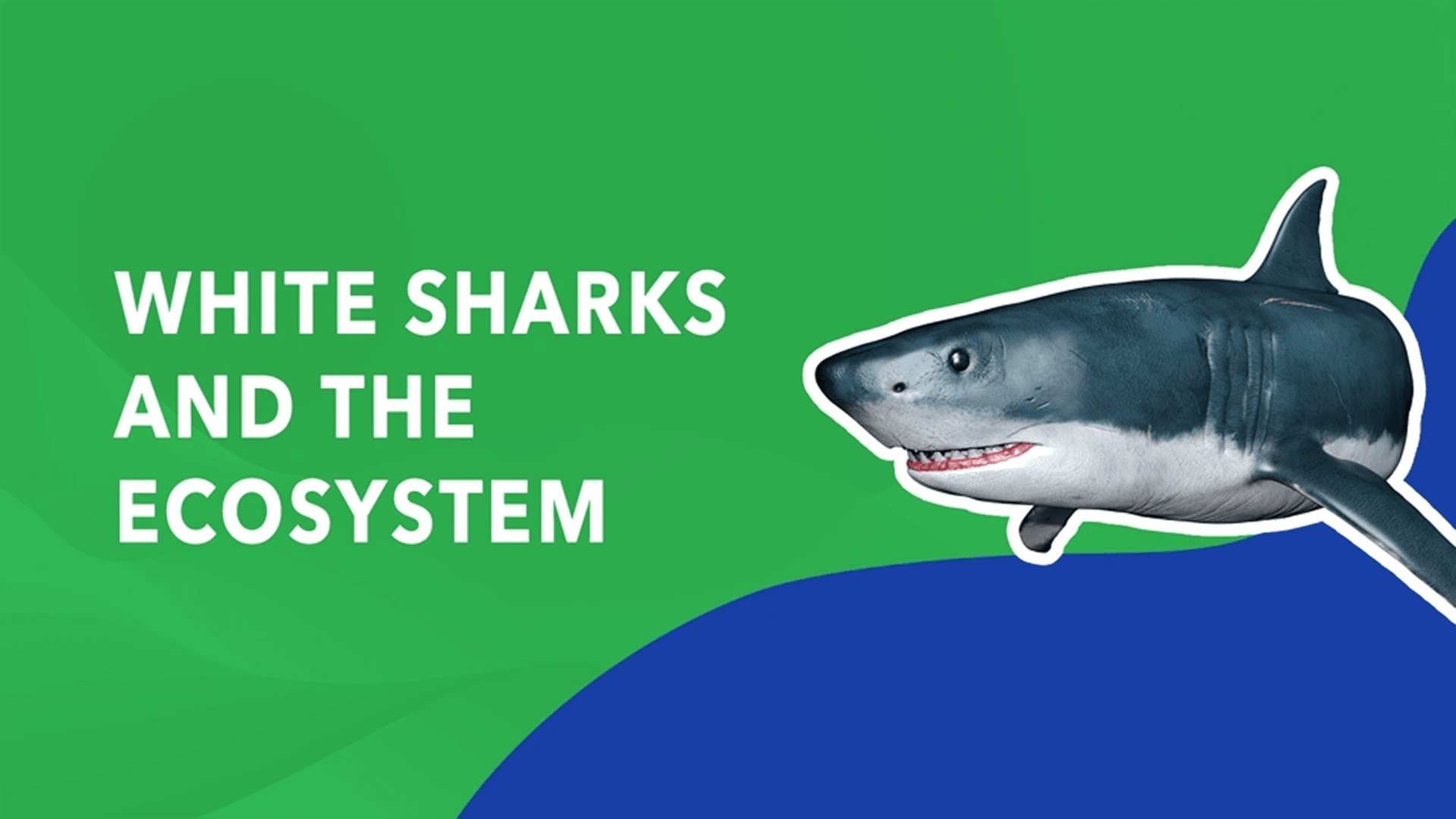 White Sharks and the Ecosystem