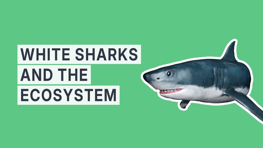 White Sharks and the Ecosystem