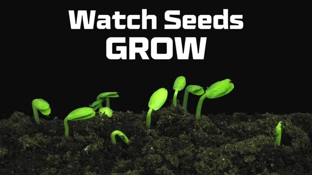 Growing a Seed