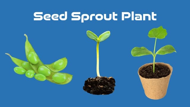 Seed, Sprout, Plant