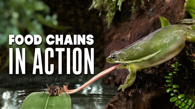 Food Chains
