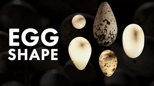 Egg Shape