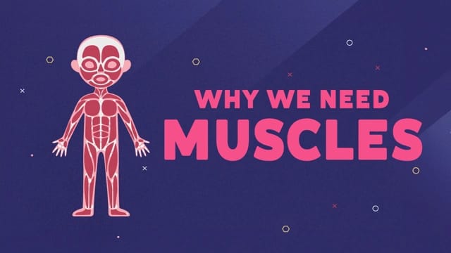 Muscles