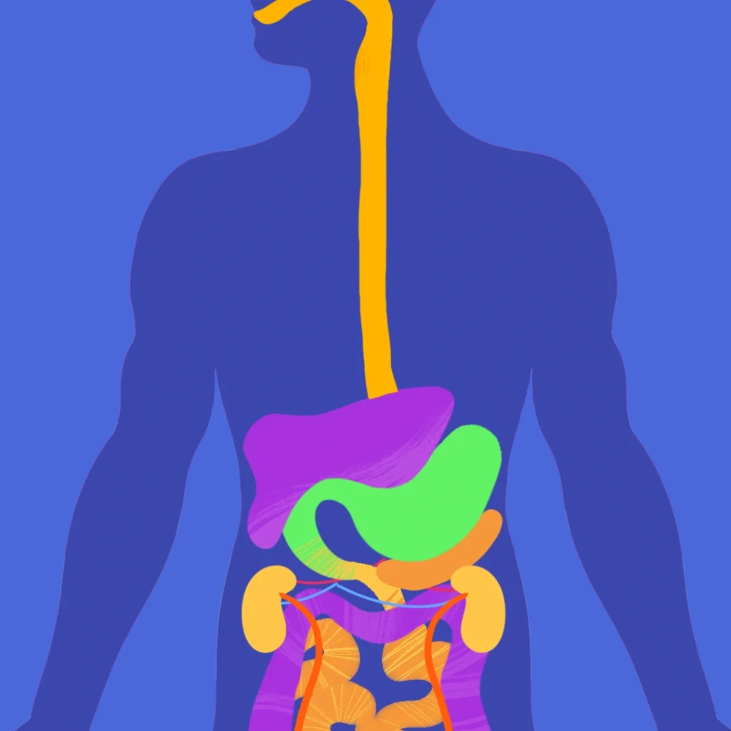 digestive system