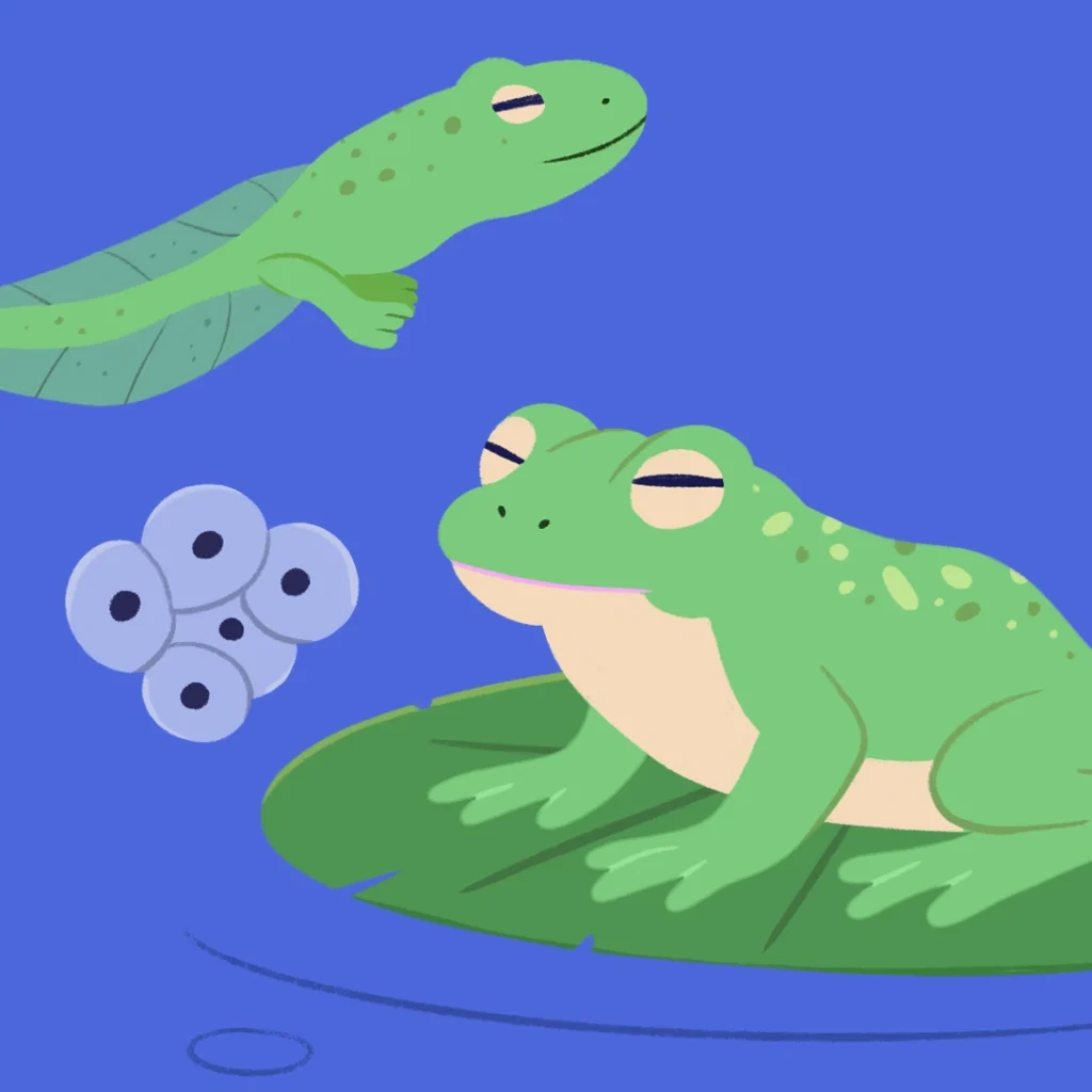 animal life cycle
