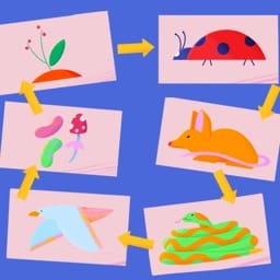 Food Chains