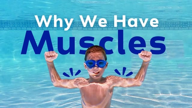 Muscles