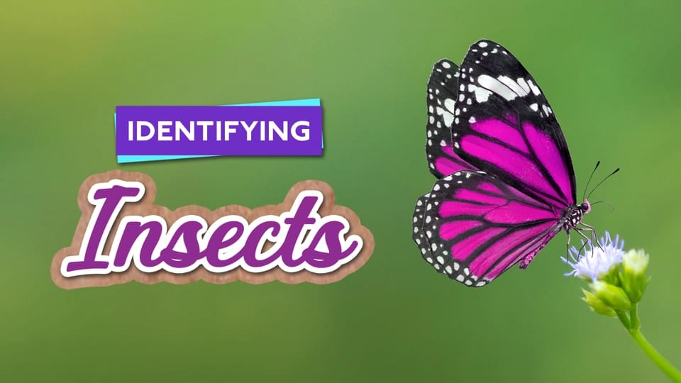 Butterfly or Moth? video