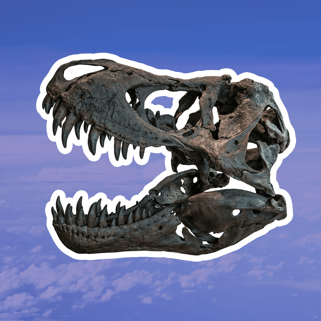 fossils