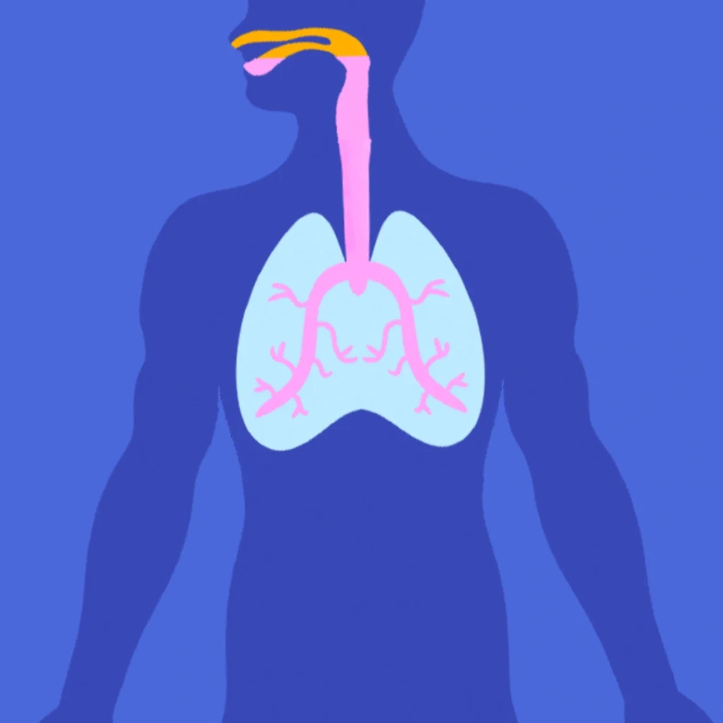respiratory system