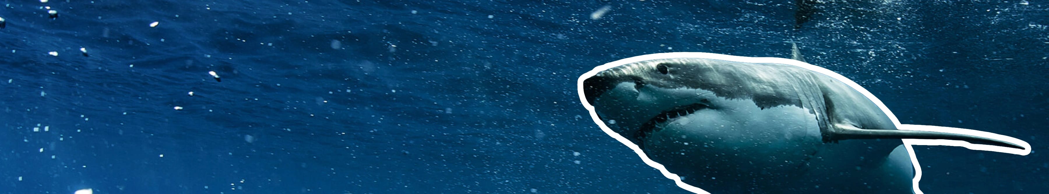 OCEARCH hero media