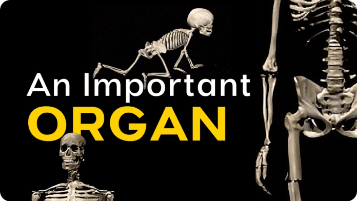 Function of the Skeleton video