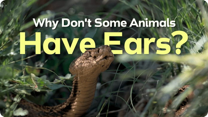 Why Don’t Some Animals Have Ears? video
