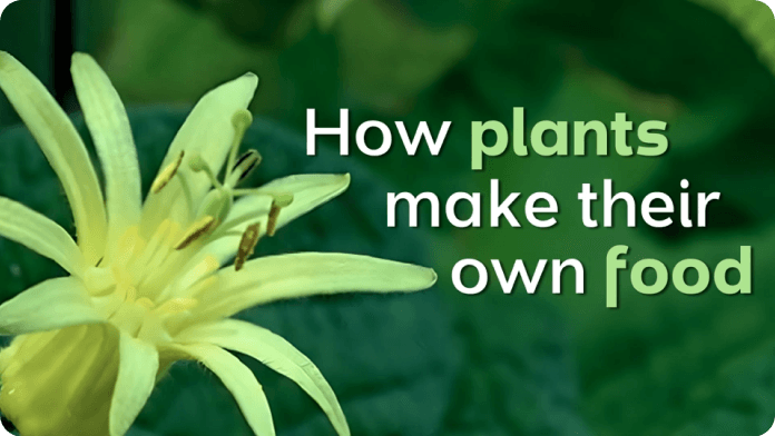 Photosynthesis video