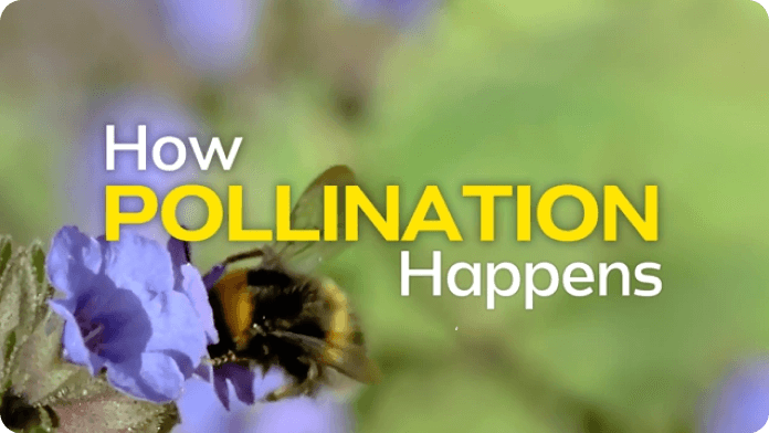 Pollination video