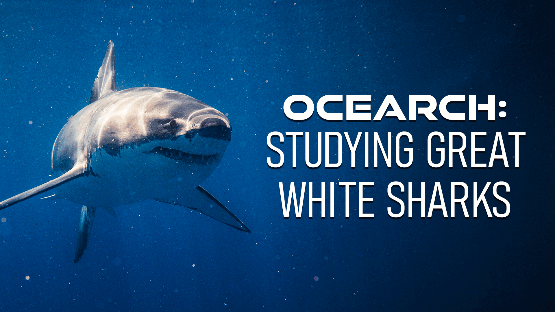 Ocearch - ClickView Video thumbnail