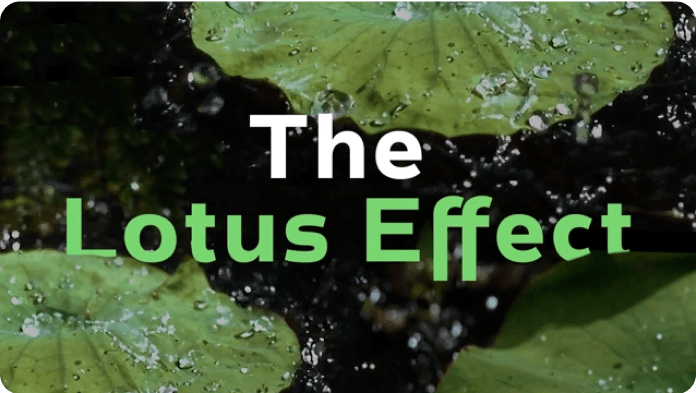 The Lotus Effect video