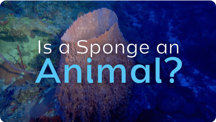 Sponges video
