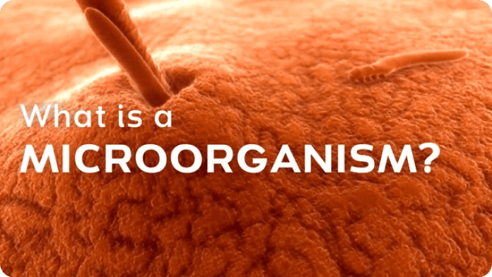 What Is a Microorganism? video