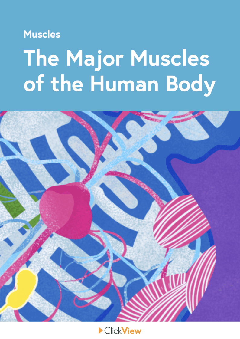 The Major Muscles of the Human Body resource
