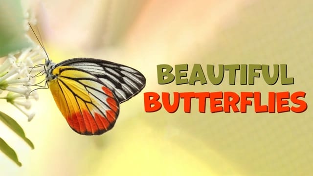 Butterflies: Caterpillars in Disguise