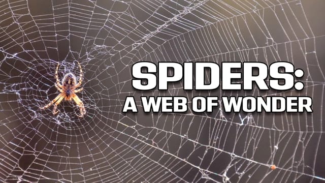 Spiders: A Web of Wonder