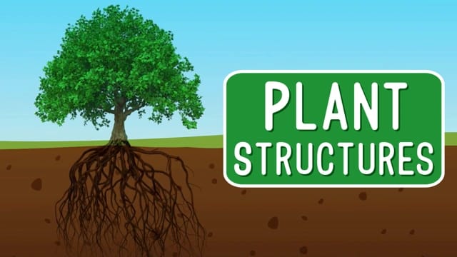 Plant Structures and Functions