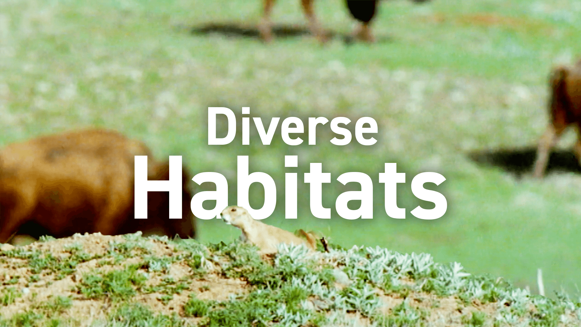 Diverse Habitats video