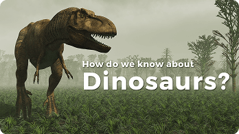 How do we know about Dinosaurs? video