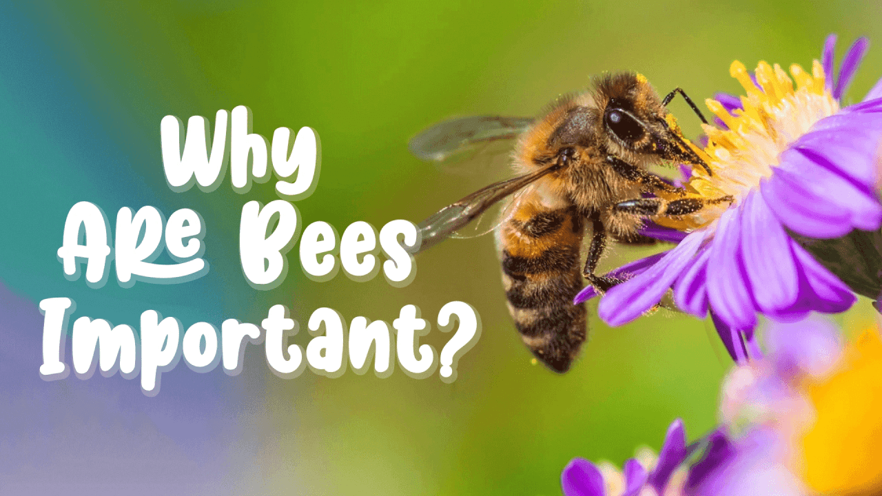 Why are bees important - ClickView video thumbnail