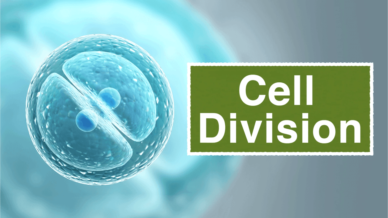 What are Mitosis and Meosis? - ClickView video thumbnail